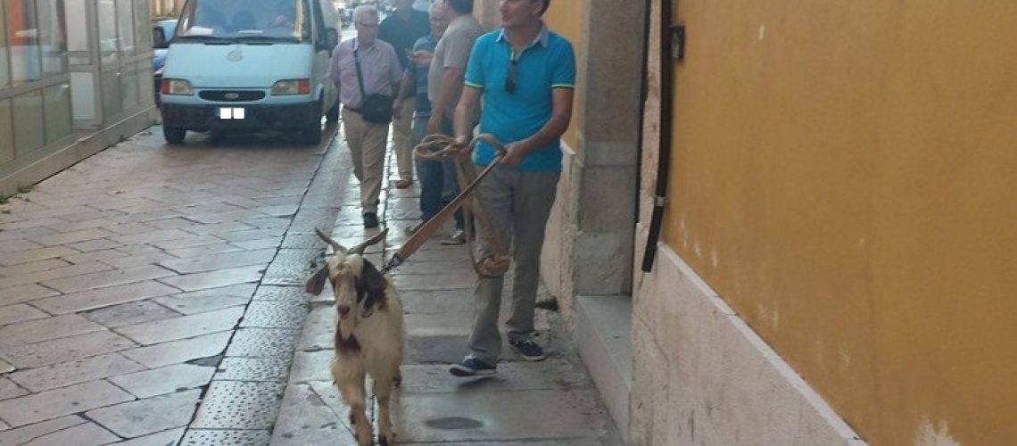 Cesare Campailla in via Cavour con una capretta