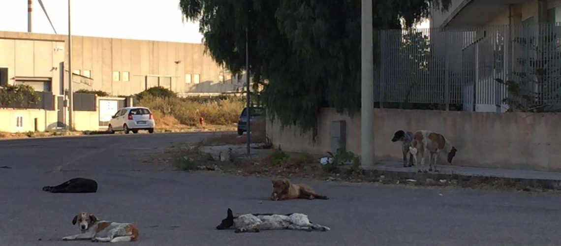 Randagismo in una zona produttiva di Ragusa