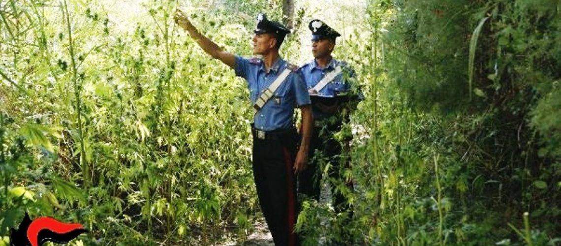 Vittoria (RG)Carabinieri-piantagione-di-marijuana