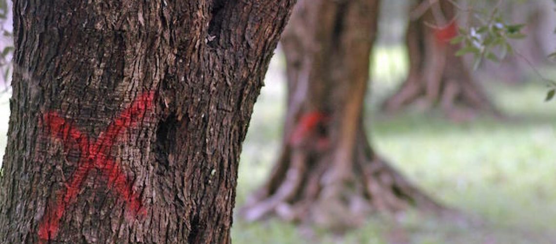 Una croce di colore rosso tracciata su alcuni ulivi infettati dalla 'Xylella fastidiosa', il batterio che sta decimando gli ulivi del Salento, Brindisi, 24 marzo 2015. ANSA/ MAX FRIGIONE