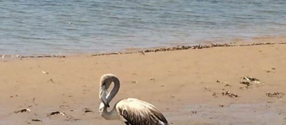 fenicottero in spiaggia a donnalucata