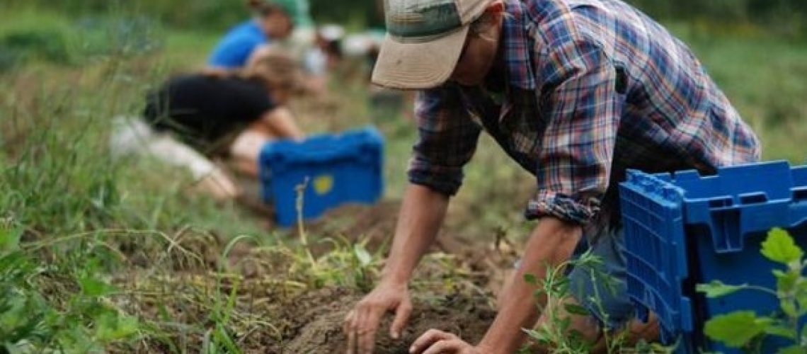 foto lavoro agricolo