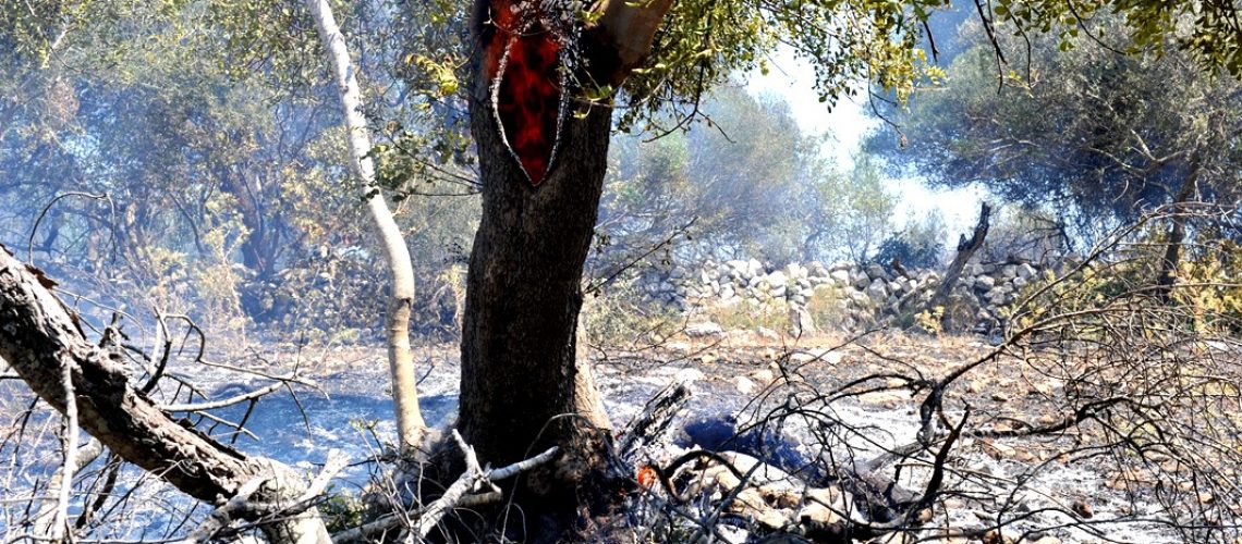 incendio lanzagallo